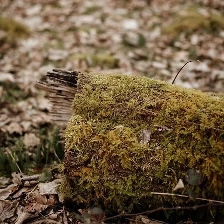 شاليه Le De Nicolas - Your Nature Exclusive Retreat ! *