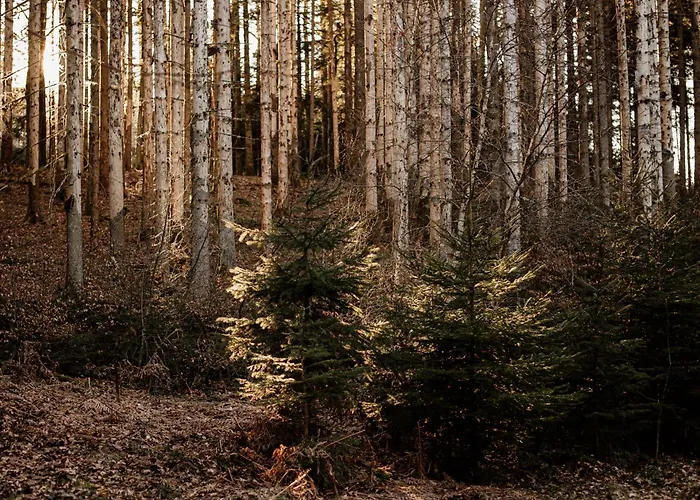 Le De Nicolas - Your Nature Exclusive Retreat ! * Le Tholy