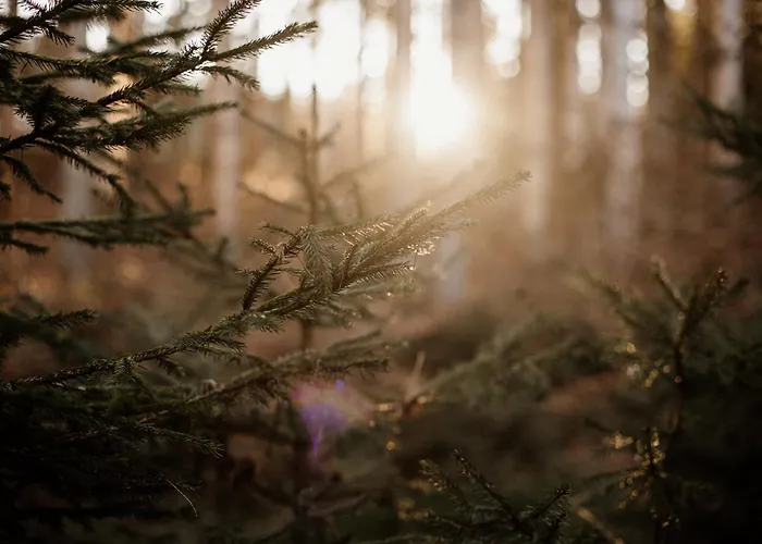 Le De Nicolas - Your Nature Exclusive Retreat ! Σαλέ Le Tholy