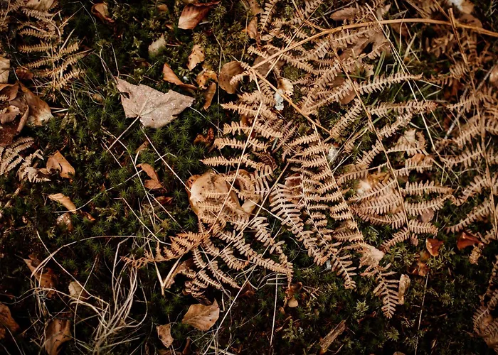 Le De Nicolas - Your Nature Exclusive Retreat ! Σαλέ Le Tholy