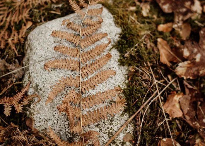 Le De Nicolas - Your Nature Exclusive Retreat ! Σαλέ Le Tholy